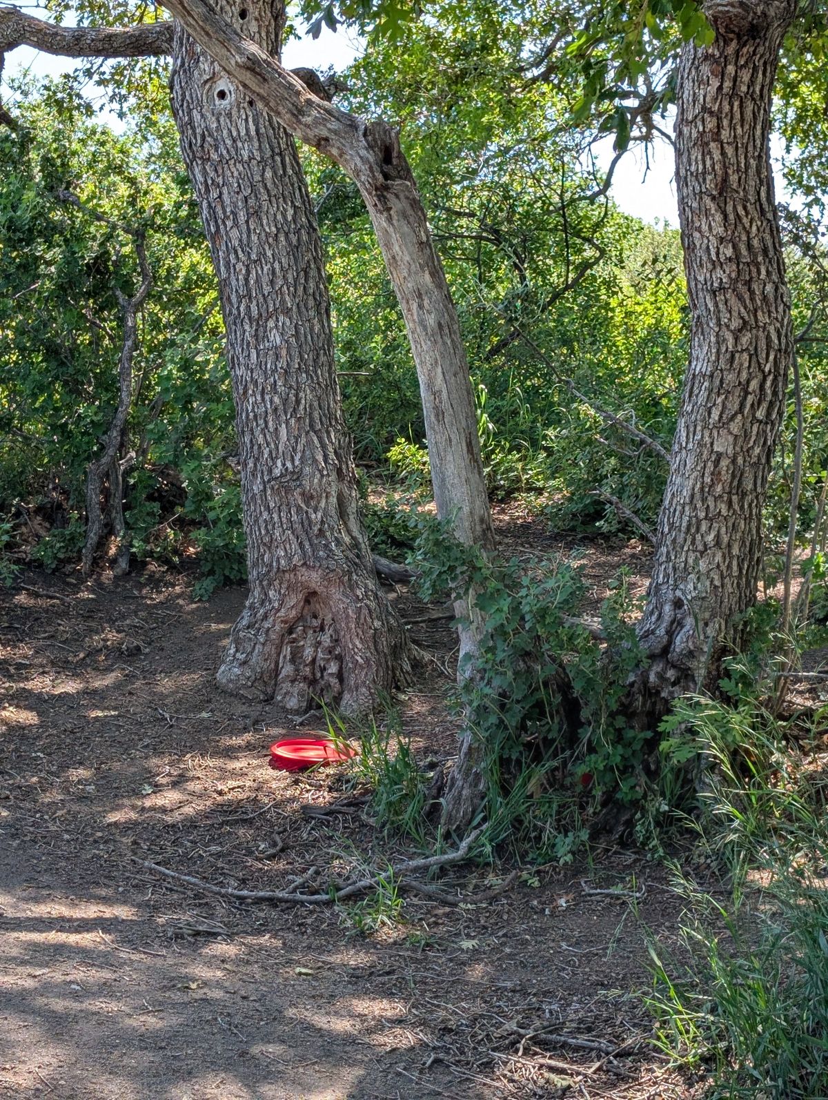 Stupid trees!
