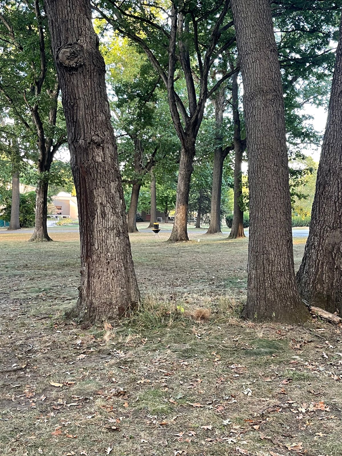 Hole 4 mando between trees