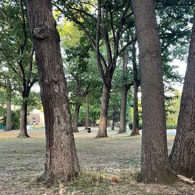Hole 4 mando between trees