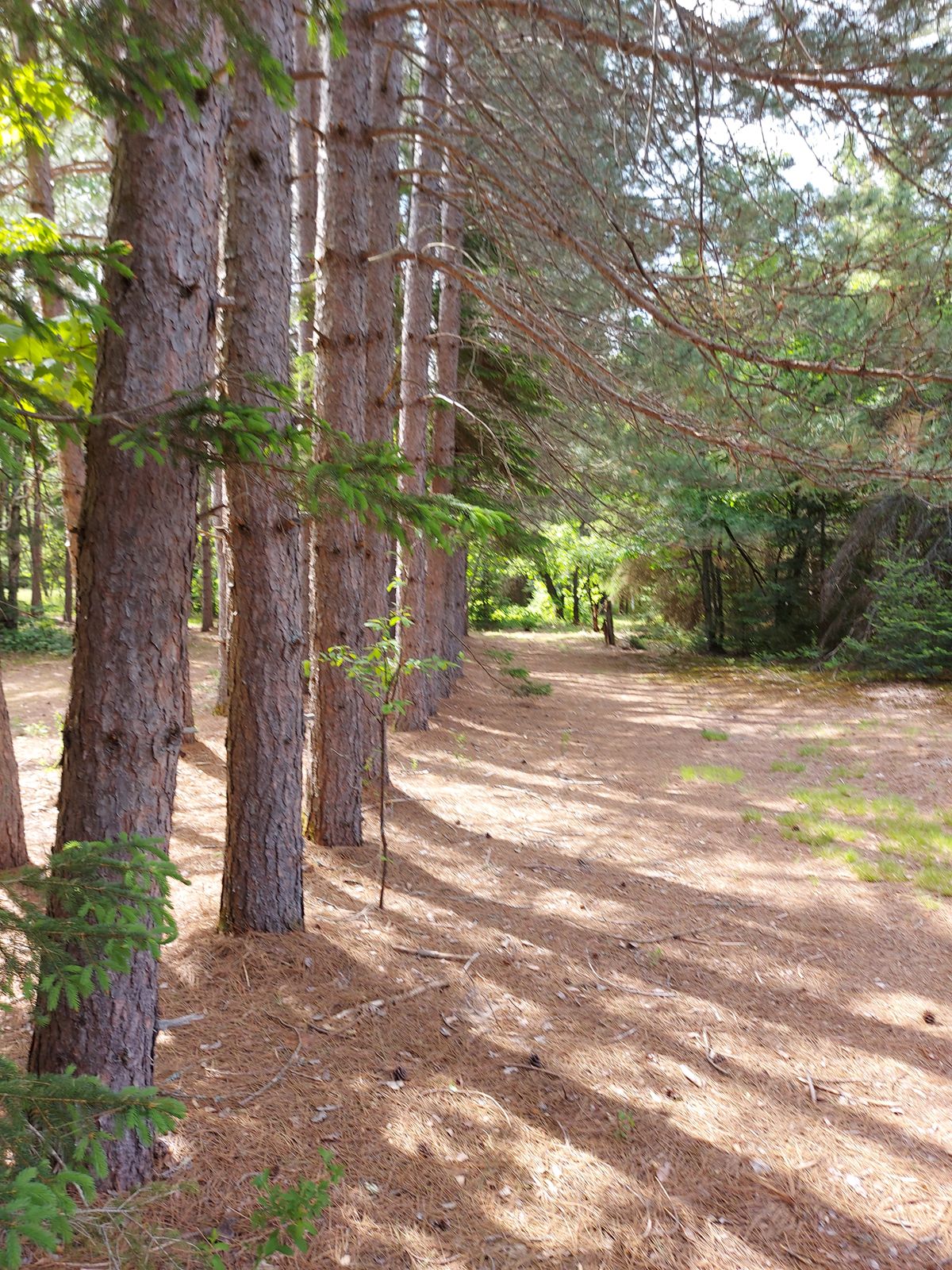 Ob line are theses 🌲🌲🌲🌲🌲🌲on hole 15.