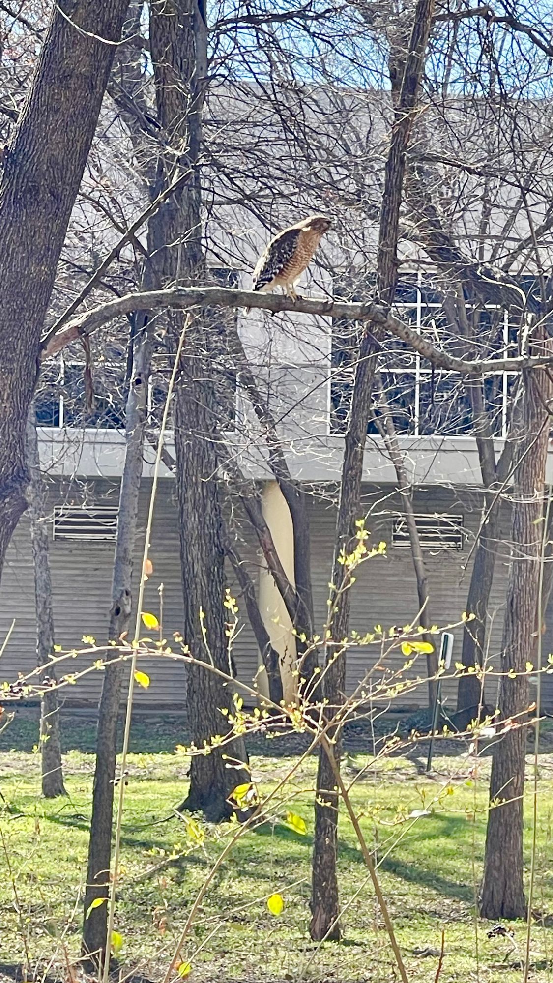 What a beautiful host chirping their hellos