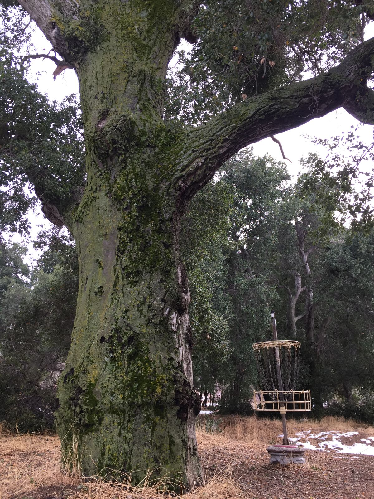 Hole 8