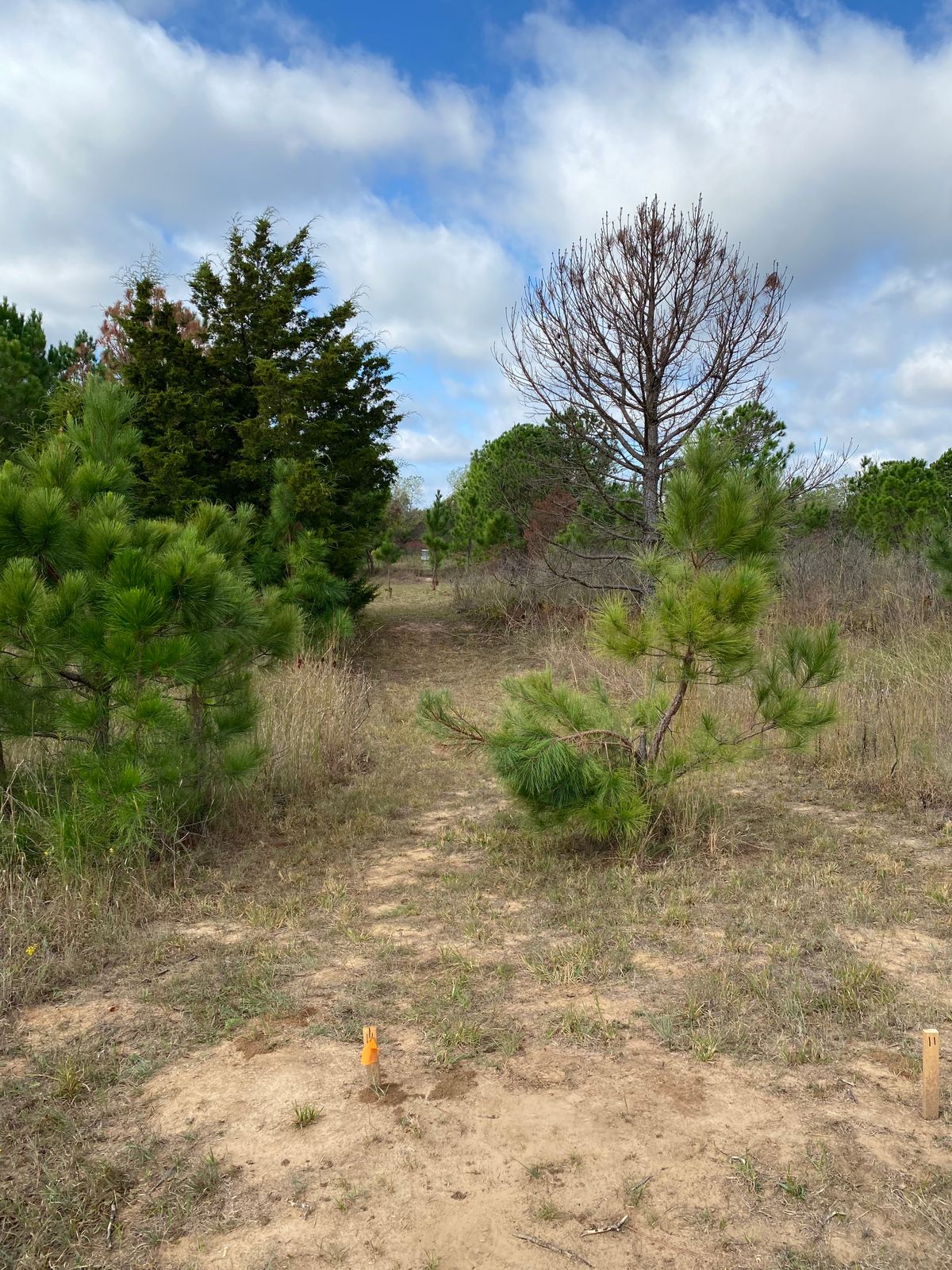 Hole 11 Pad