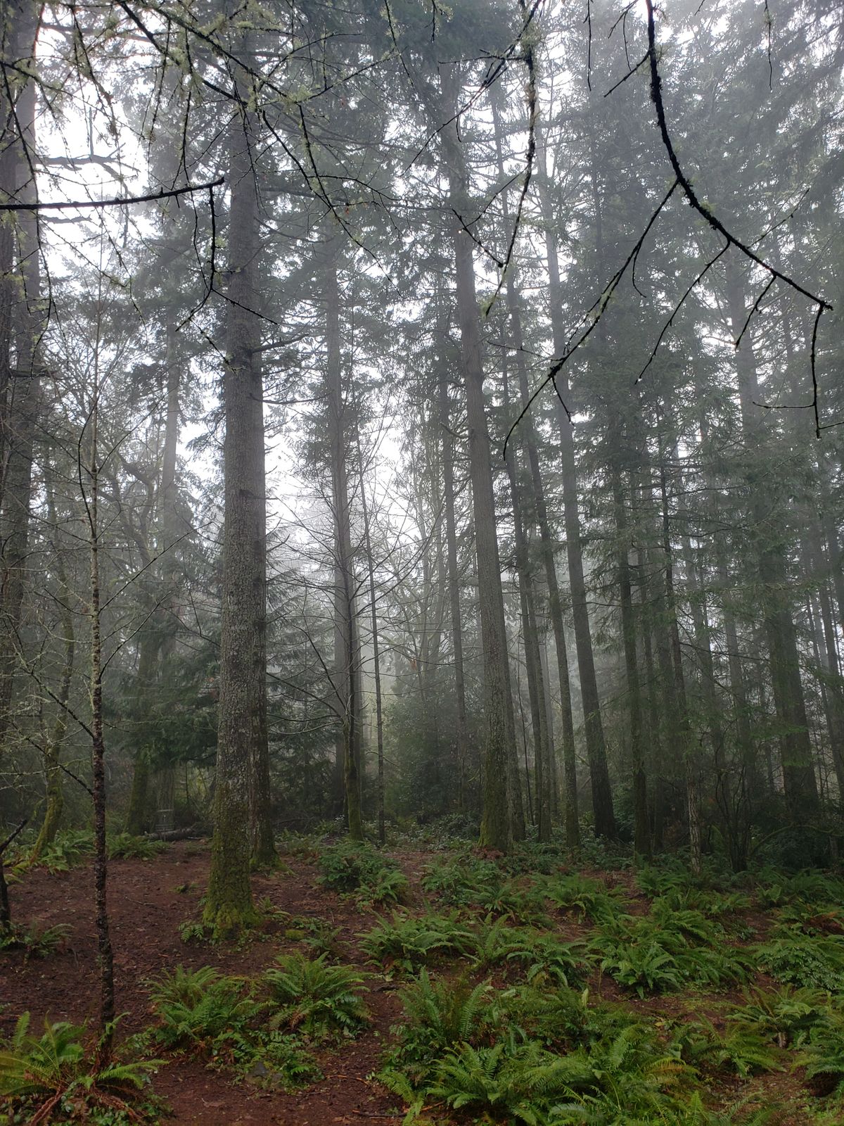 Kitsap Fairgrounds Bremerton, WA UDisc Disc Golf Course Directory