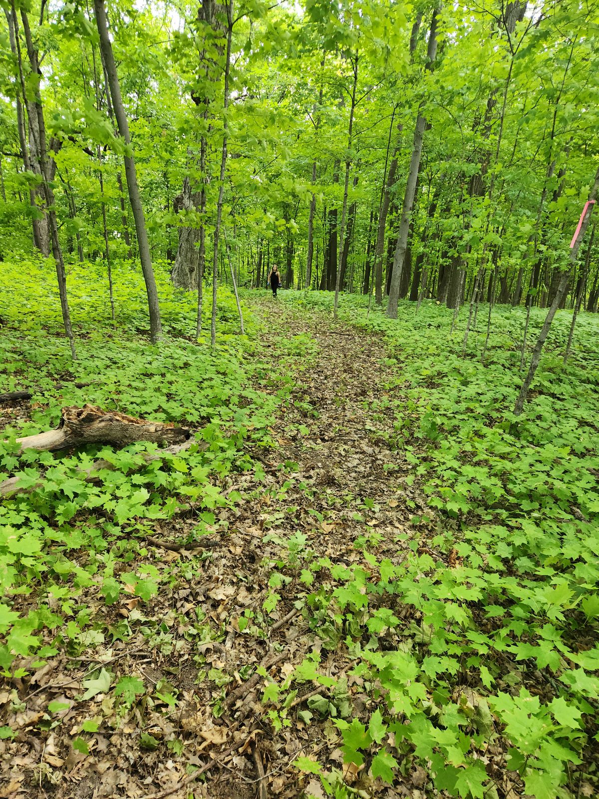 2nd fairway