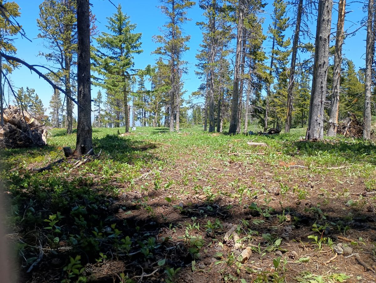 Hole 5