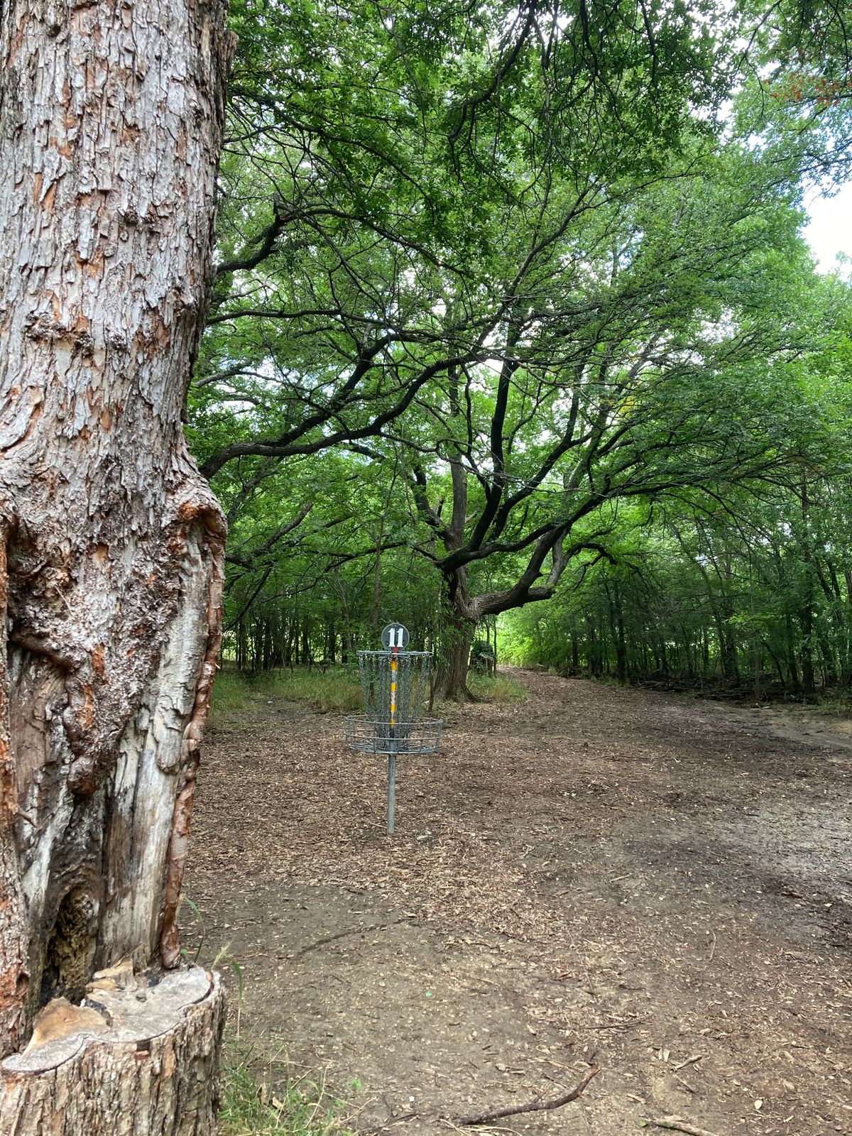 Hole 11 has a narrow fairway, the rough is tightly wooded and very unforgiving.