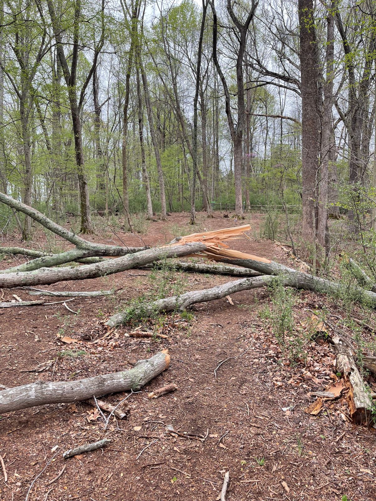There’s a tree down on hole 14