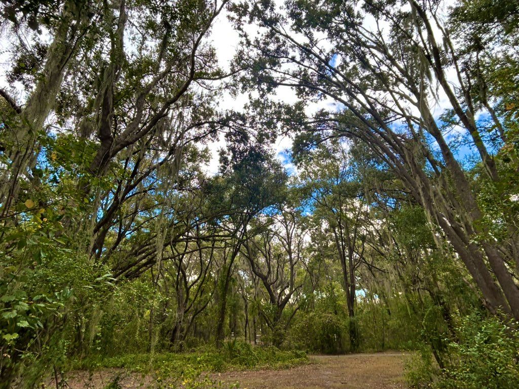 gnarly live oaks🌳🌳