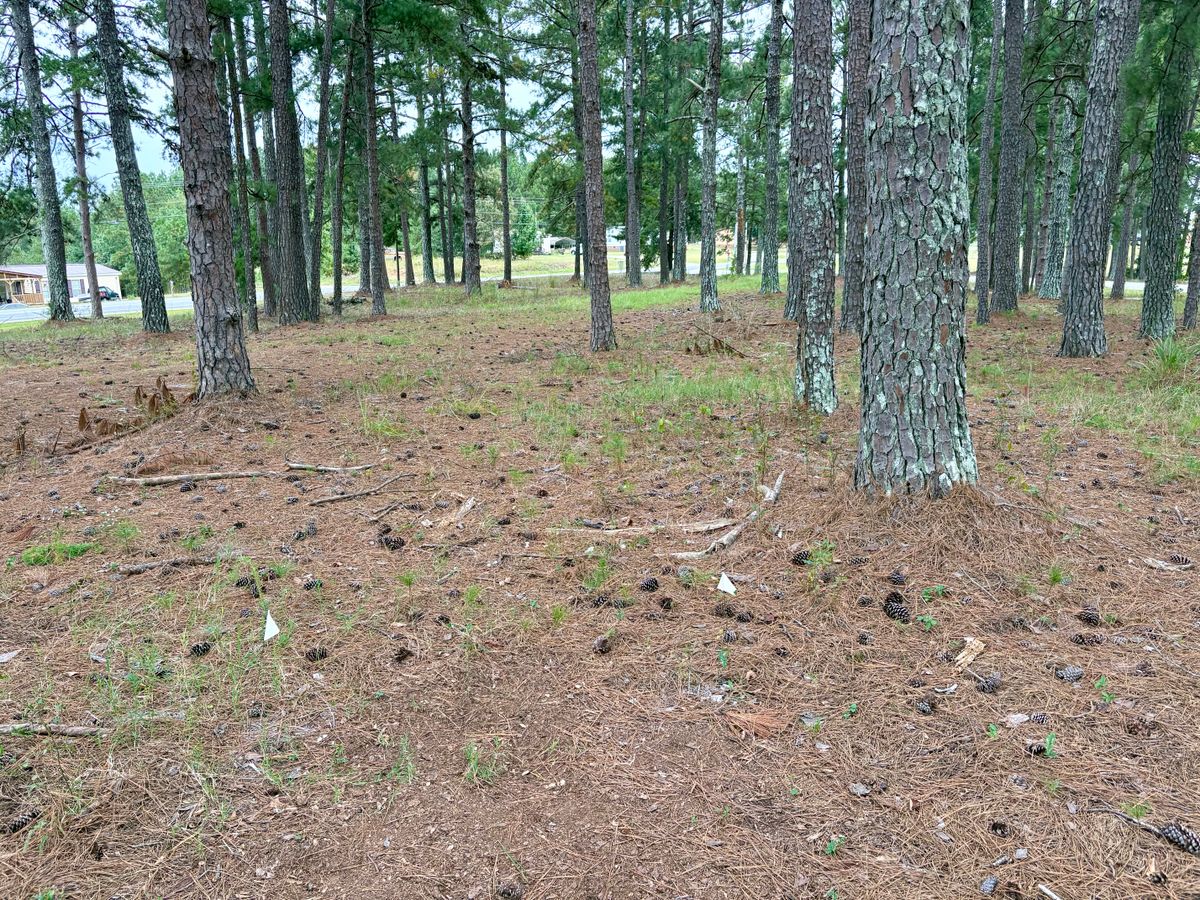 Hole 6 tee
