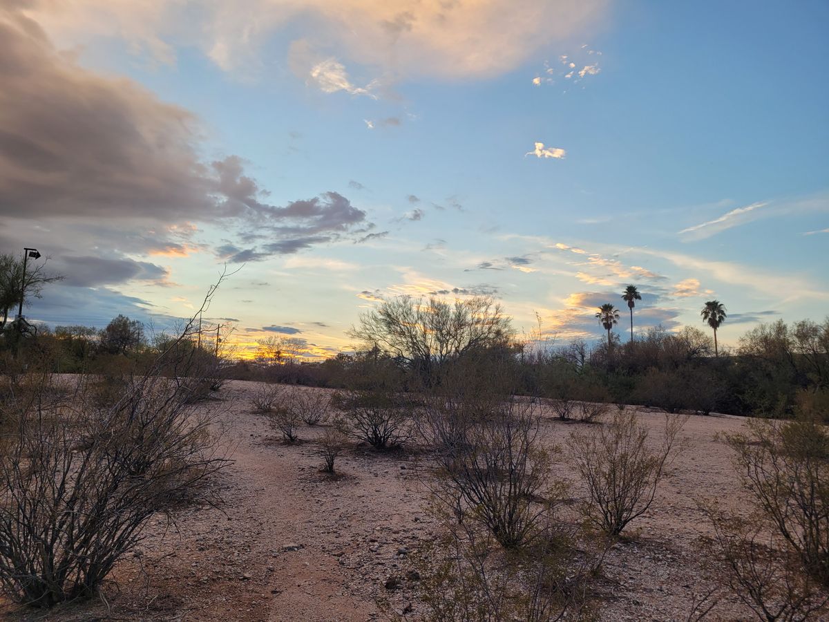 Scrub and palms mean desert disc life, come get you some!