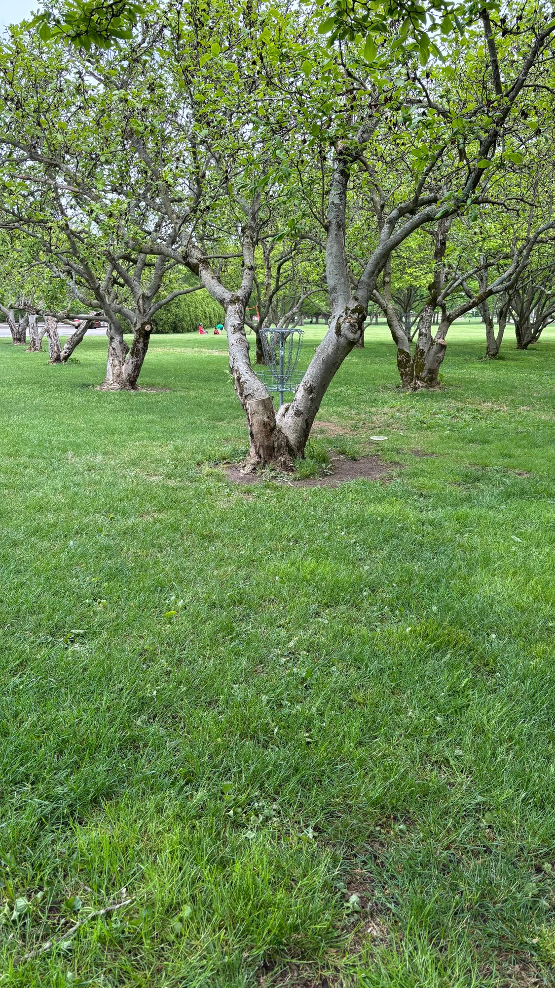 Hole 8 basket