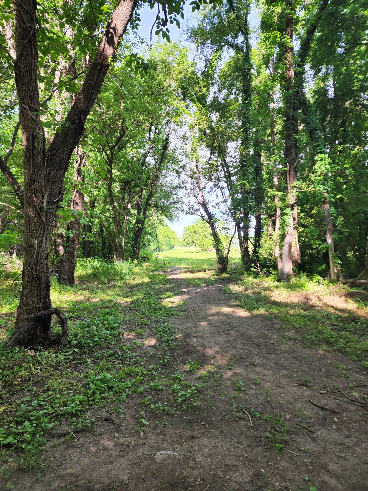 Hole 18 Tee, Long Pad