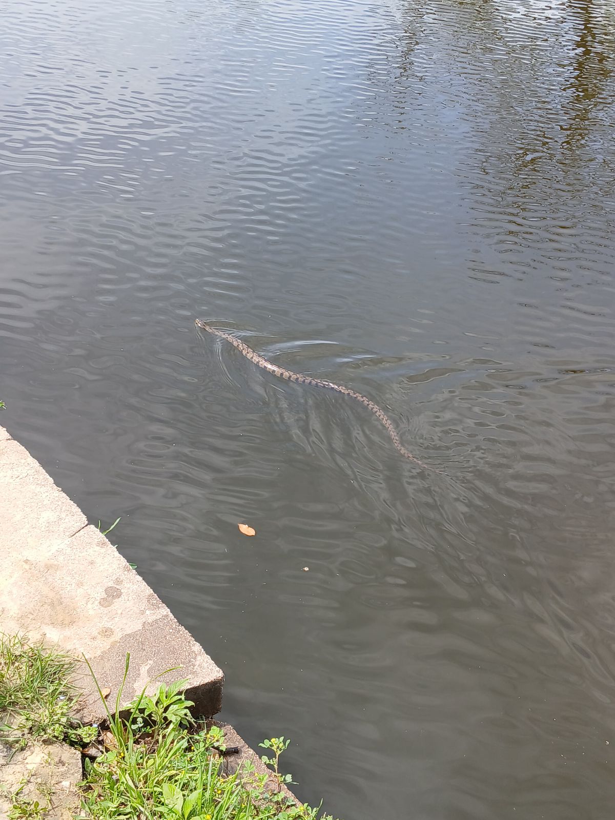 Be careful trying to get your disc out of the water.