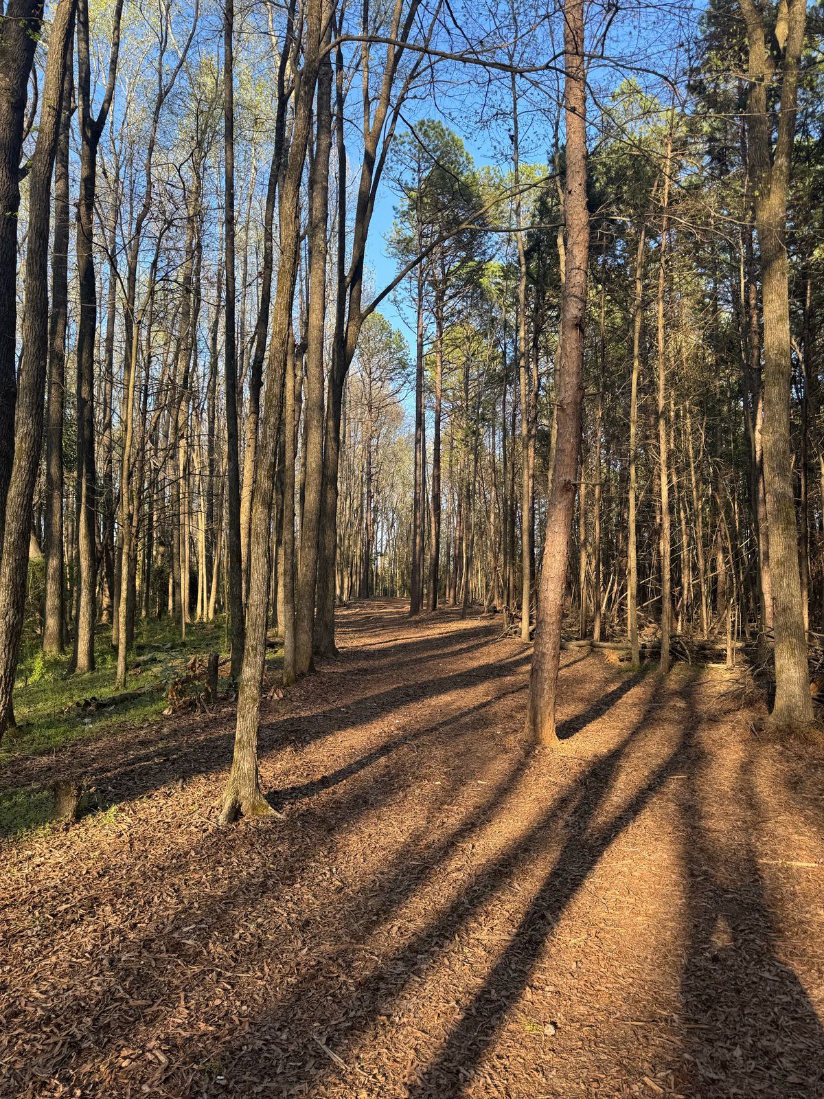 Hole 5 fairway looking back at the tee