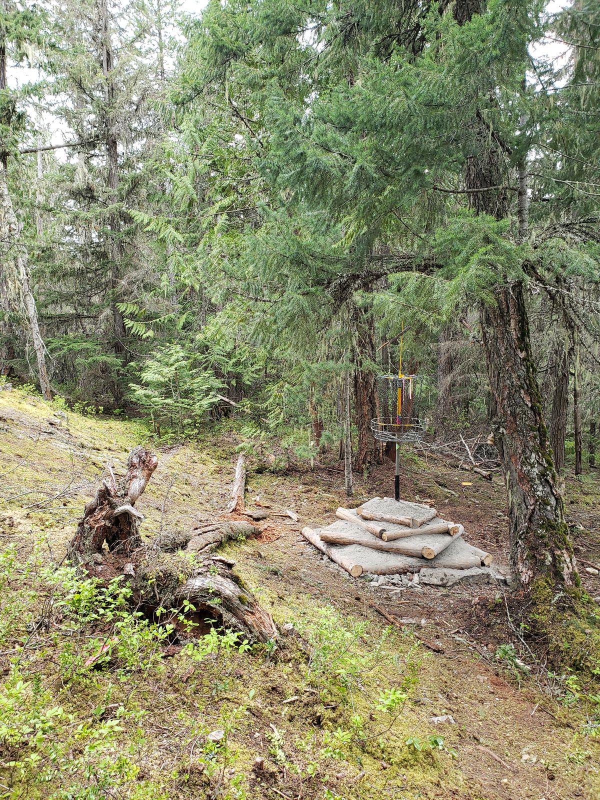Discovering pyramids in the forest. New back pin location on hole 8.