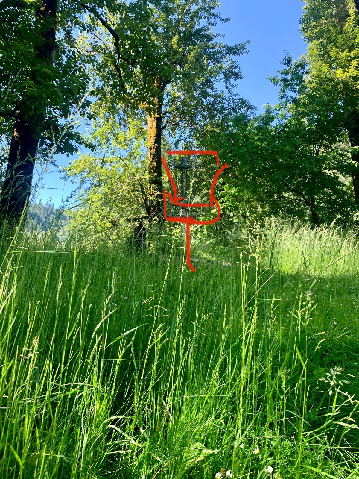 Long grass at basket 4