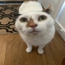 User avatar image