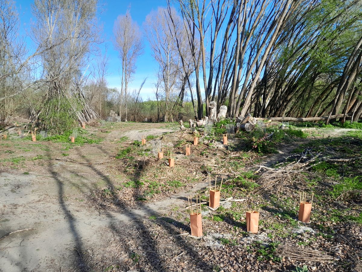 Native Planting