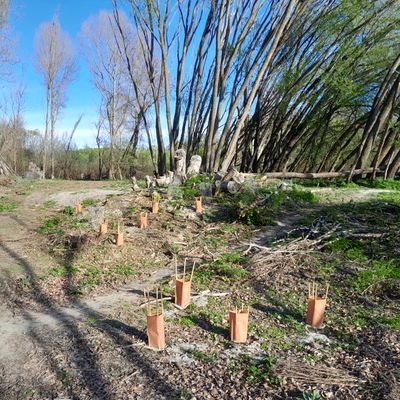Native Planting