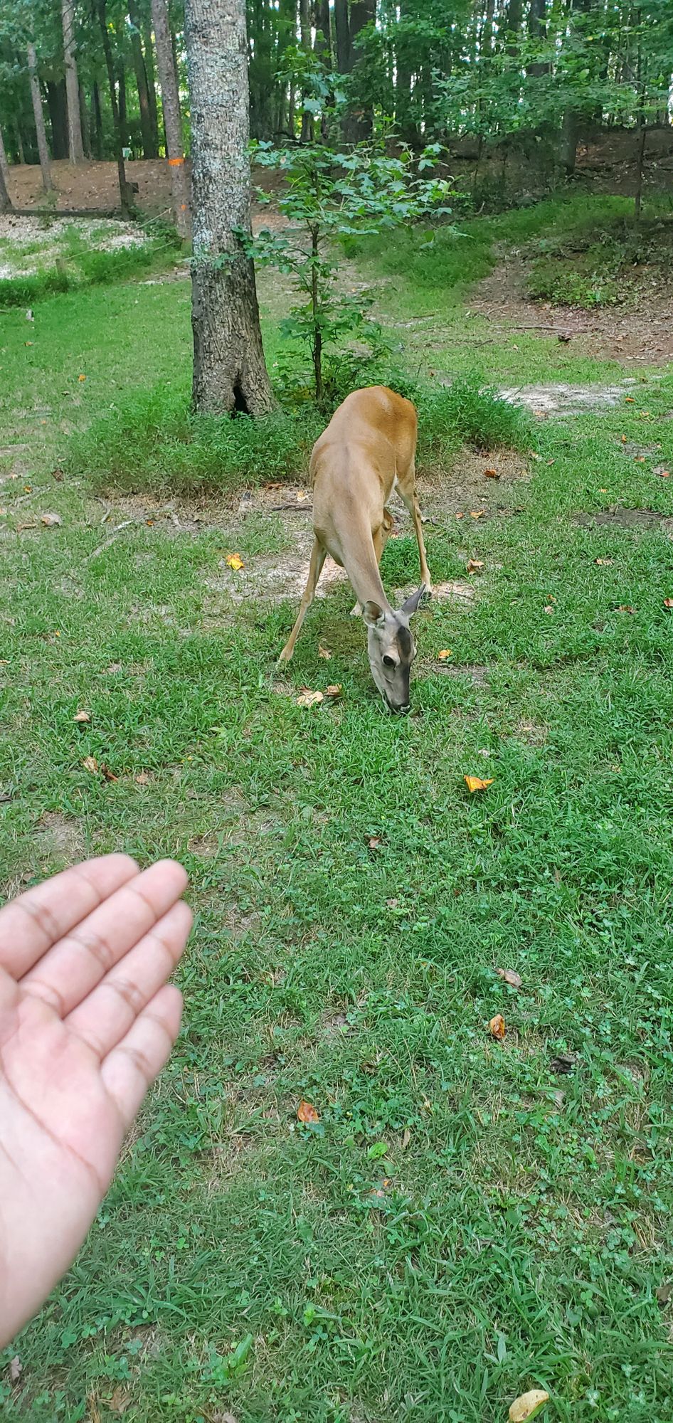 Quite a few fearless Deer come out in the evenings at this park