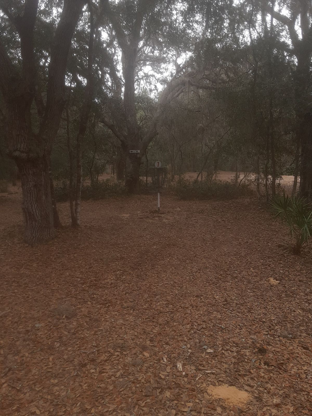 7 long green