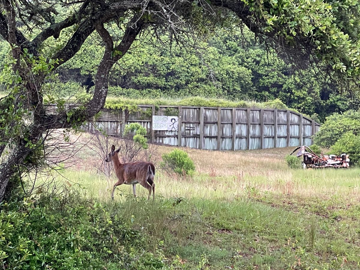 Locals run the course 🦌