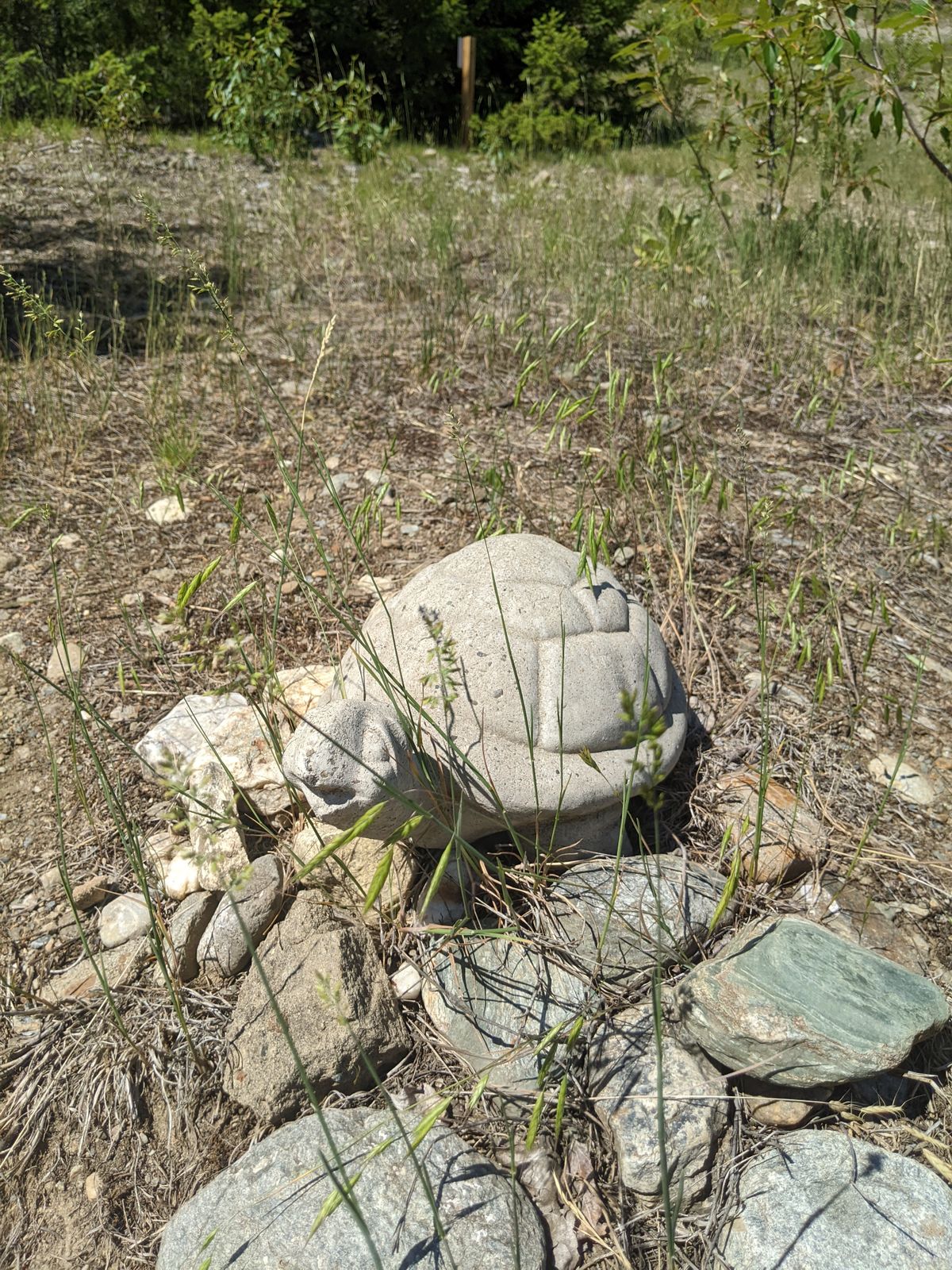 This is Ace. He's the Turtle Ridge Mascot