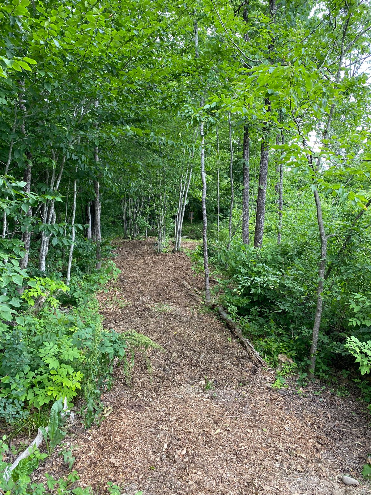 Hole 4