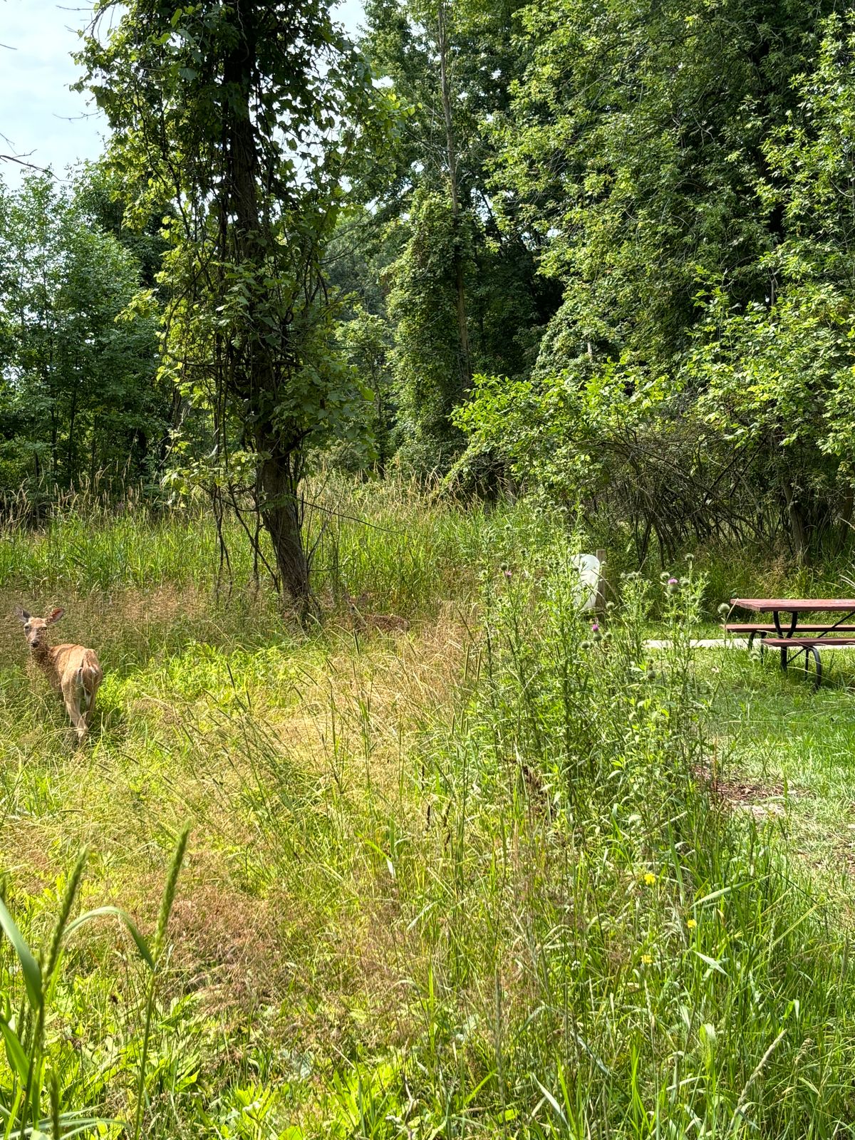 Fair amount of deer out there