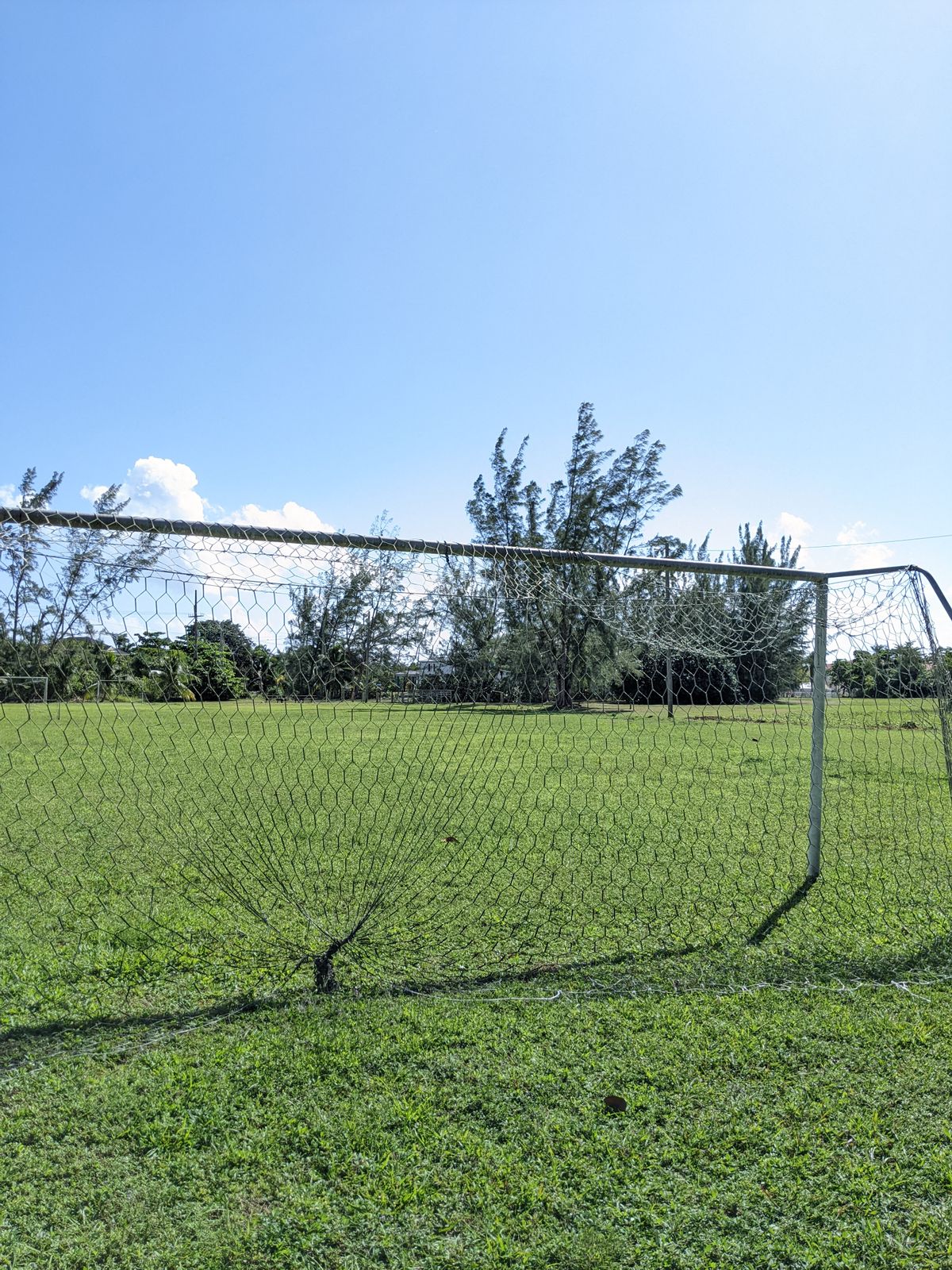 Behind goal tee- first large cedar tree
