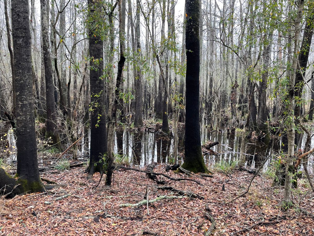 The swamp has definite beauty, even in winter.