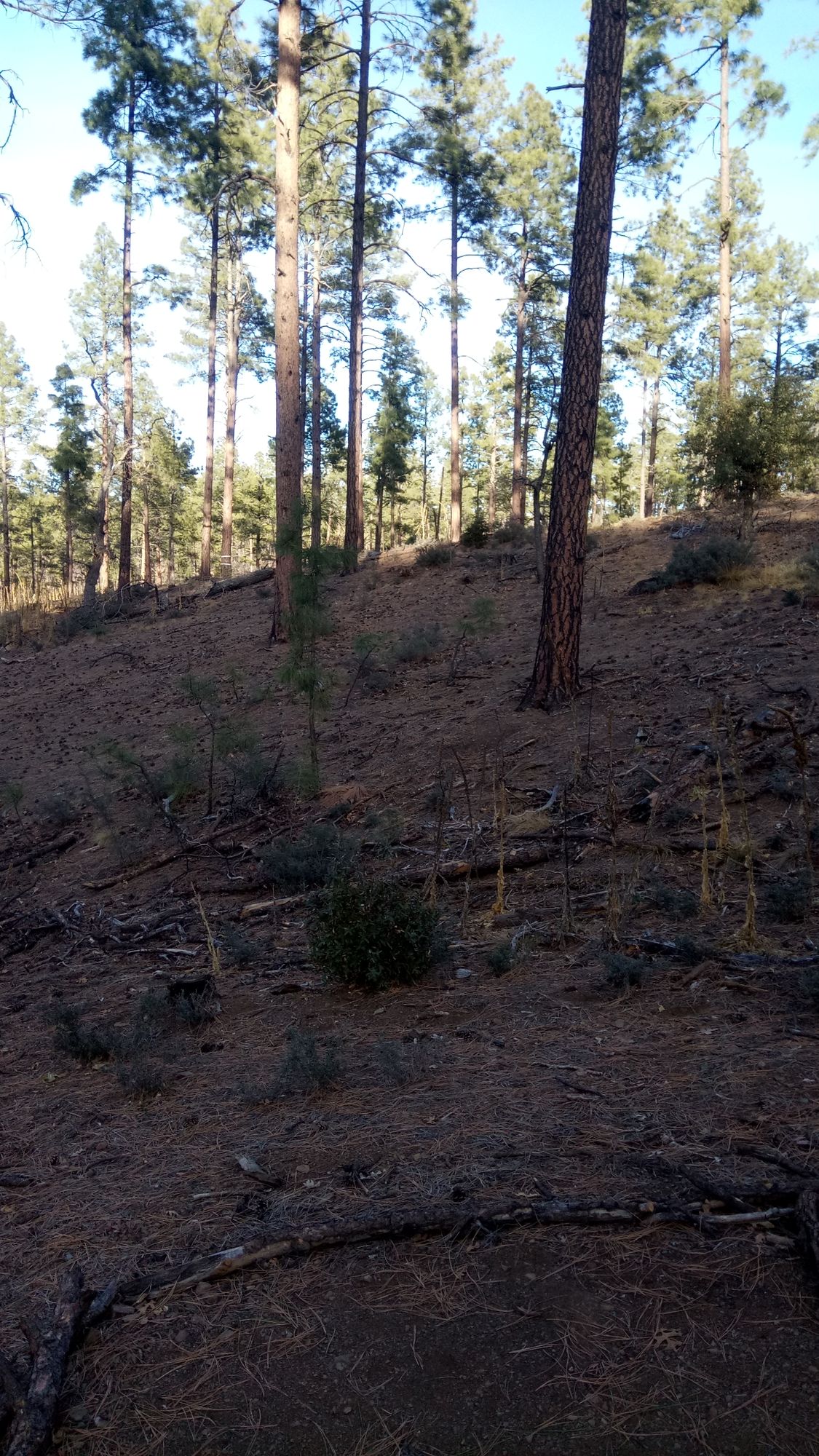 Hole #8 tee (192 ft, plays 195)