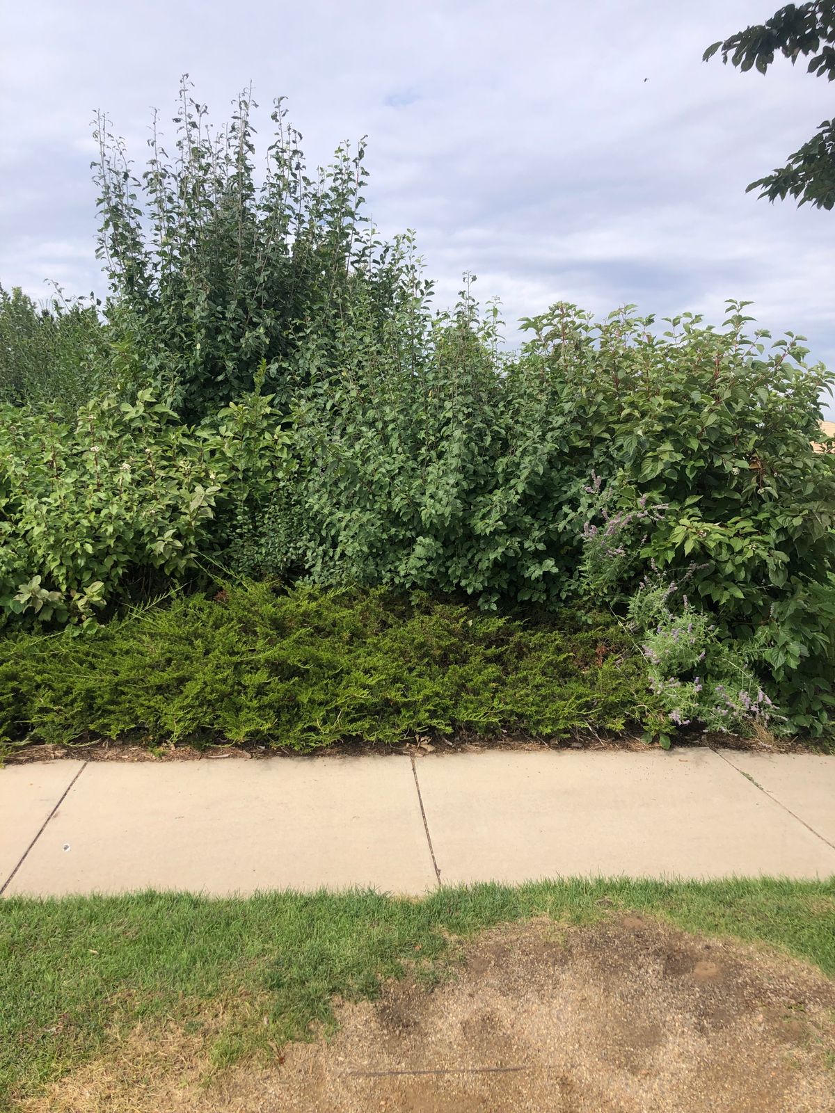 Blocked tee shots and terrible over growth