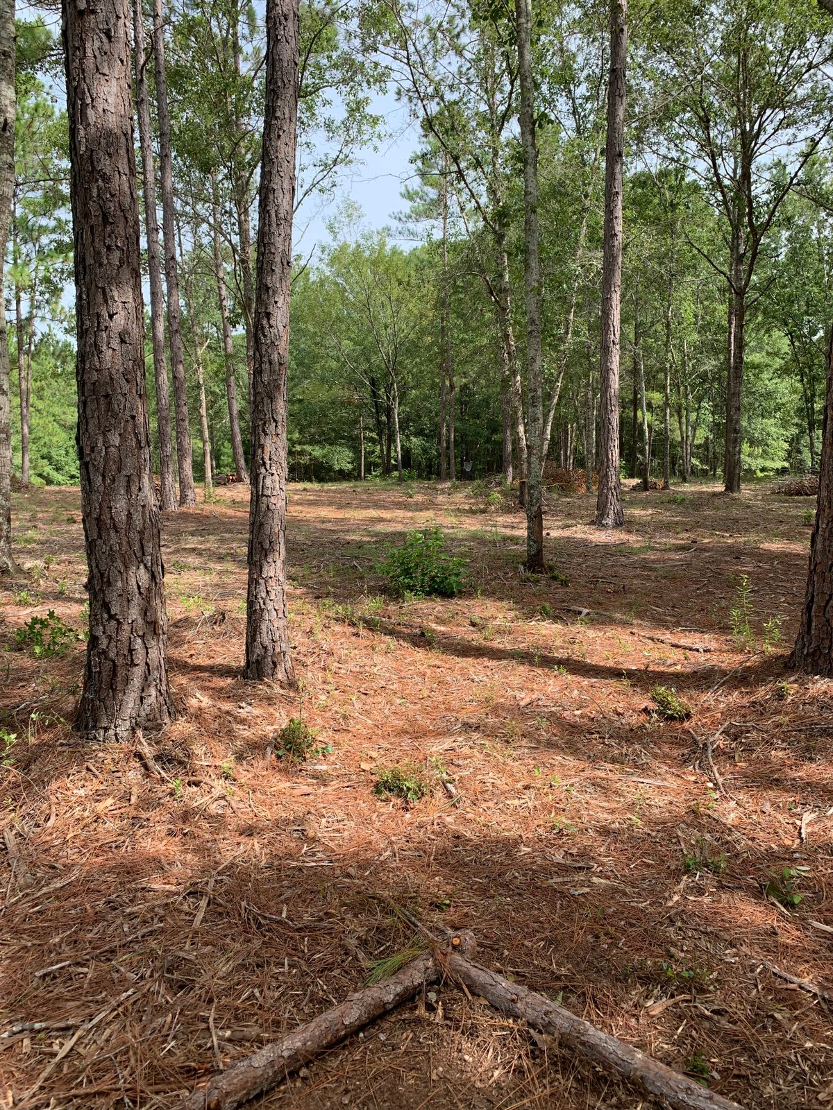 Hole 4 tee shot up to Orange basket