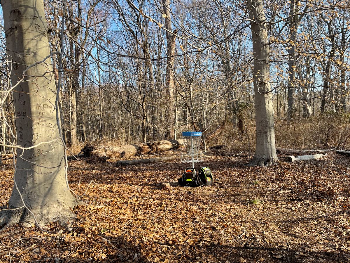 Hole 16 basket between two beech trees.