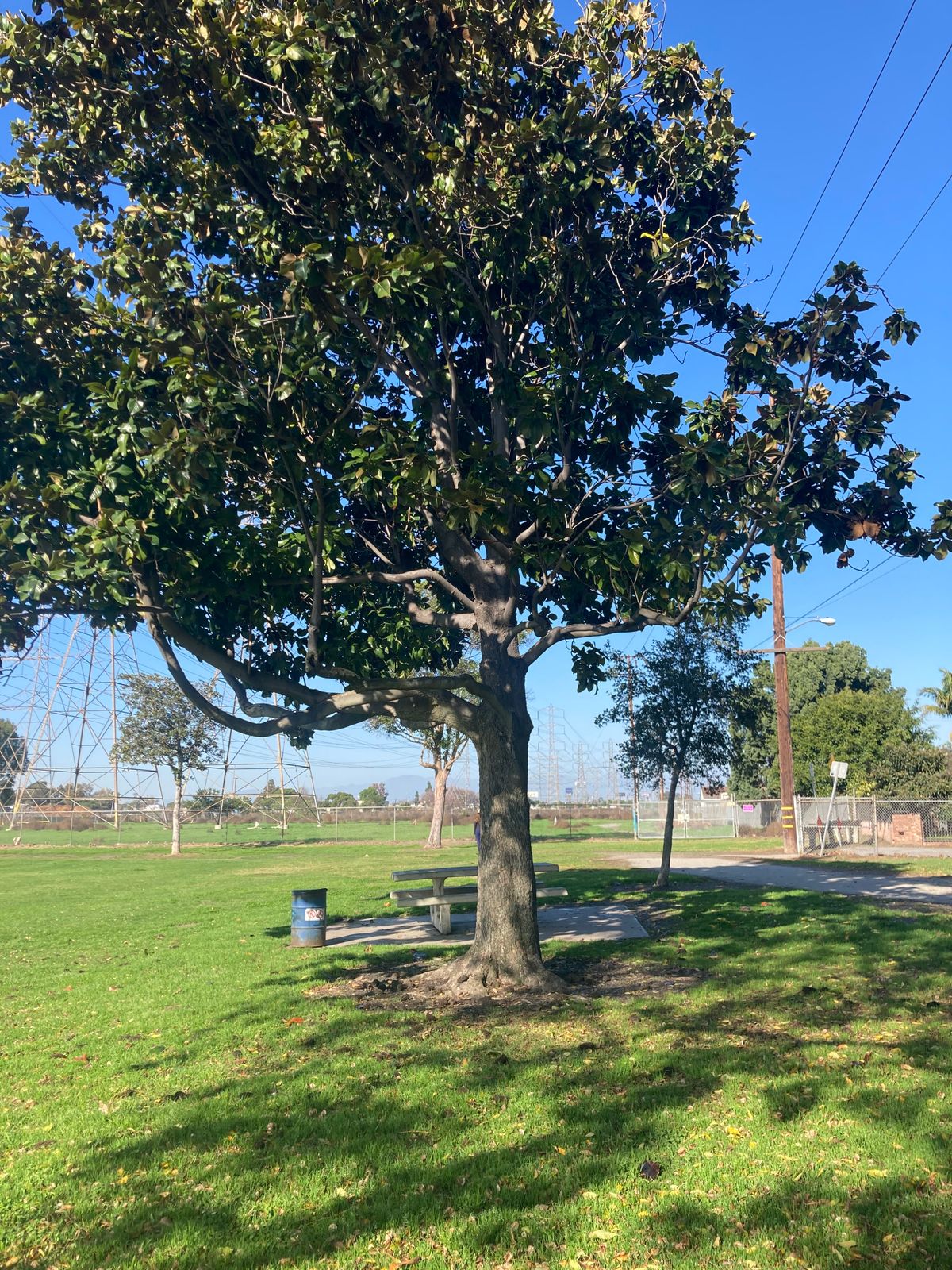 Hole 2 tree