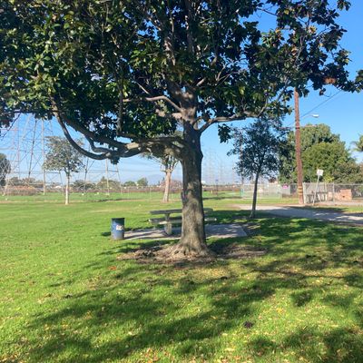 Hole 2 tree
