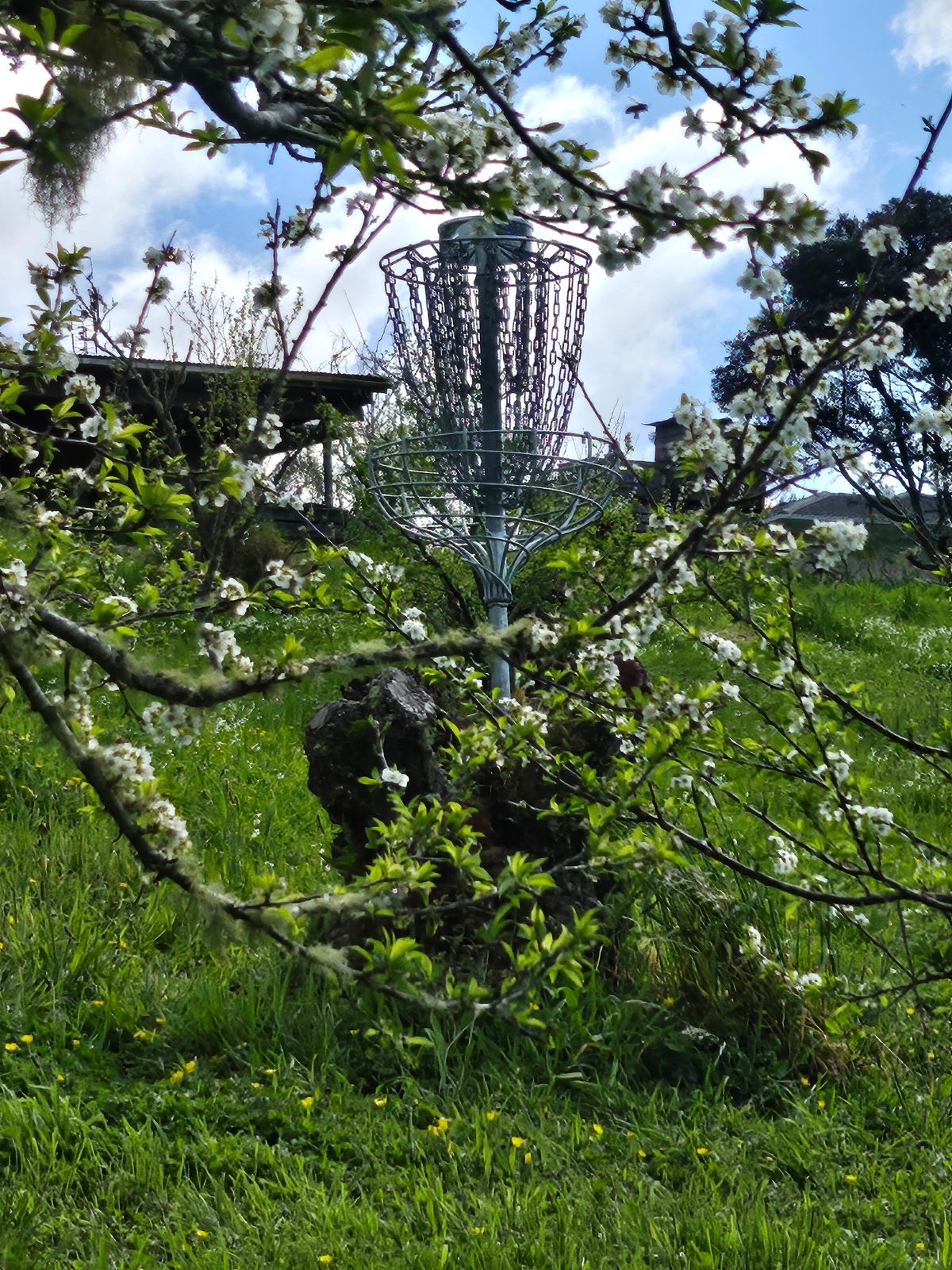Beautiful hole 2's basket is mounted on top of an old plum tree
