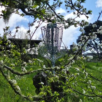 Beautiful hole 2's basket is mounted on top of an old plum tree
