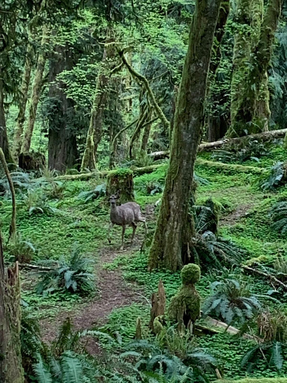 Deer friends we met on the course
