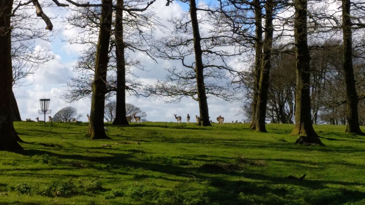 Deer in the park