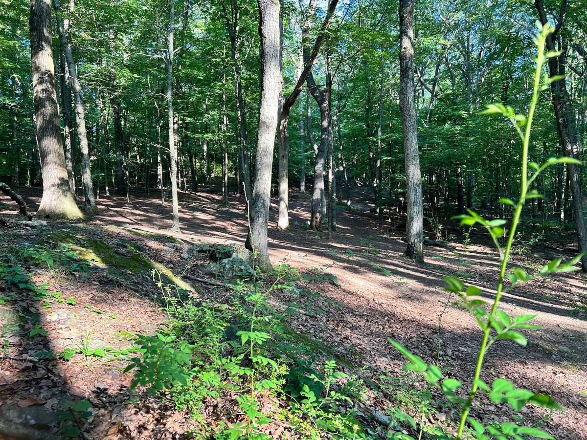 Hole 9's basket from the rough