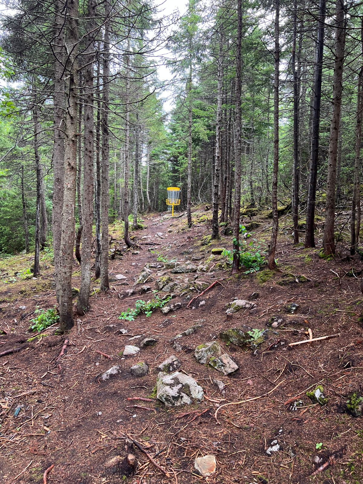 Hole 5 Fairway