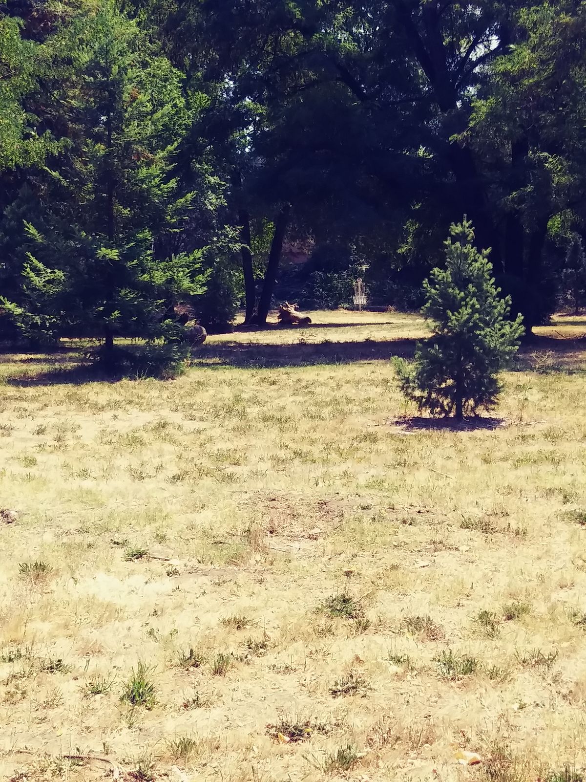 Hole 5