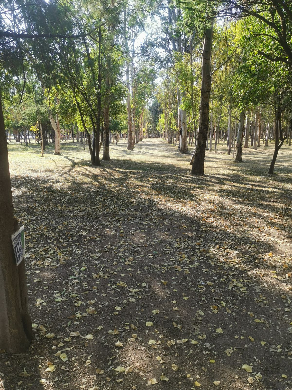 Tee H13