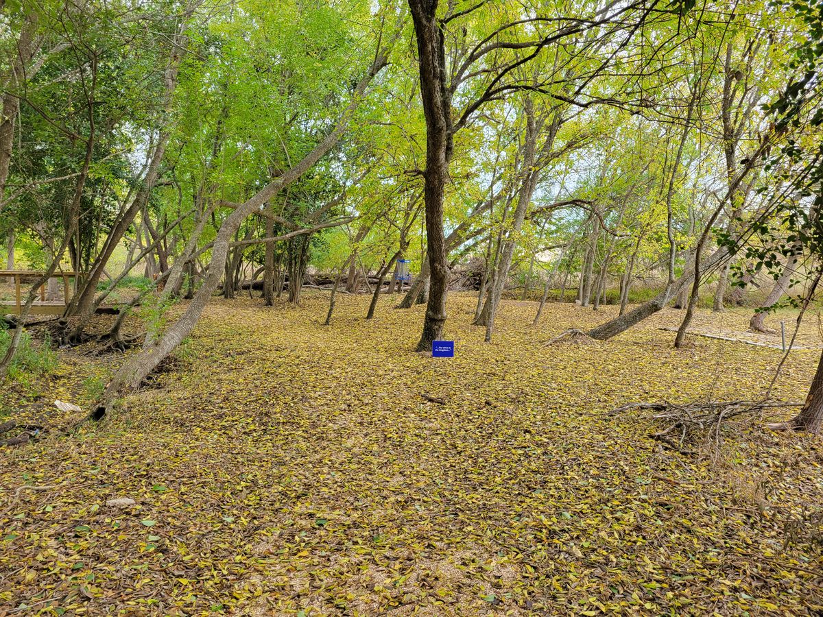 Yellow carpet.