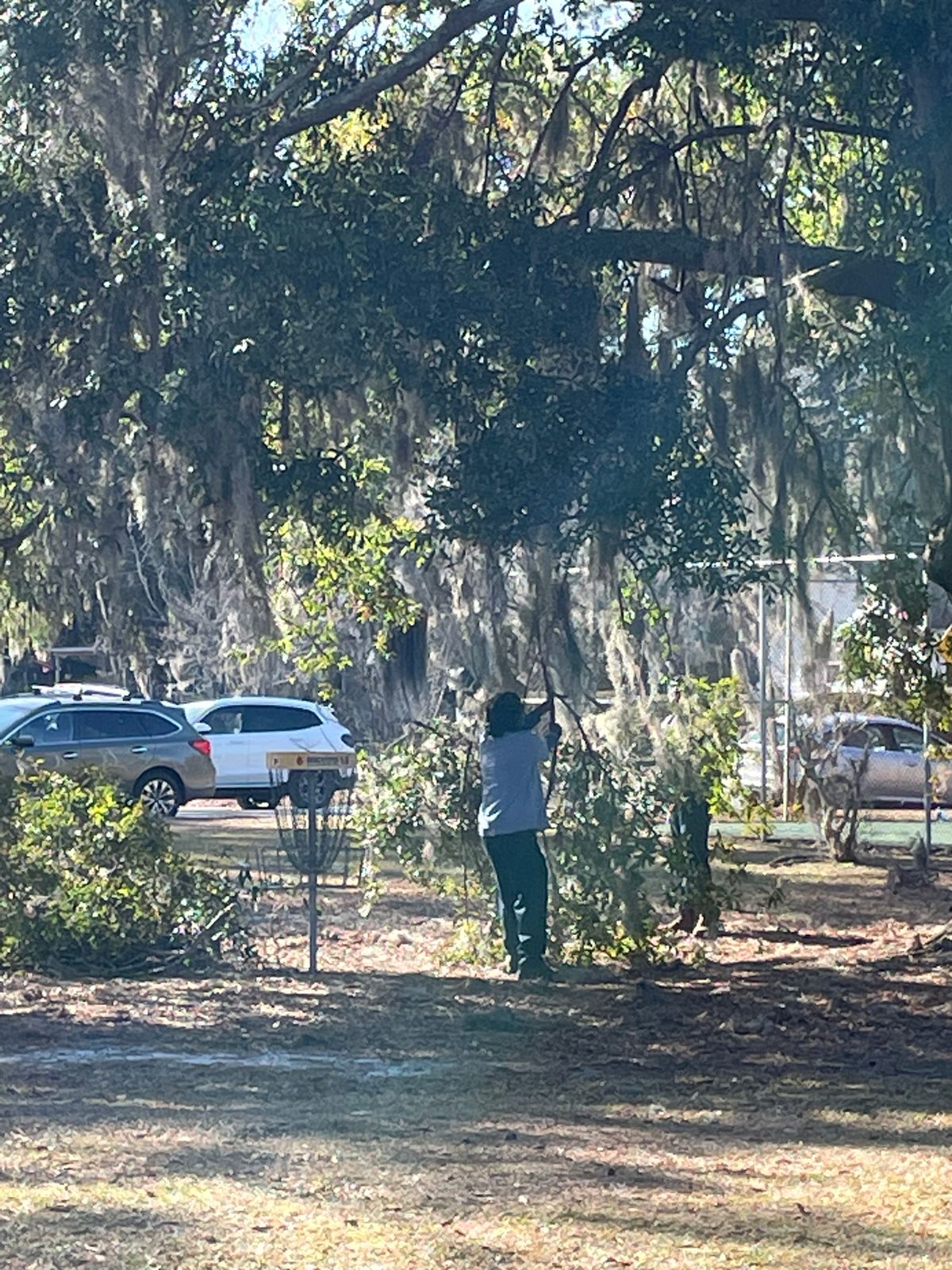 Course maintenance on basket 6 under guardian tree by tennis court. All clear 8 feet up and around .
