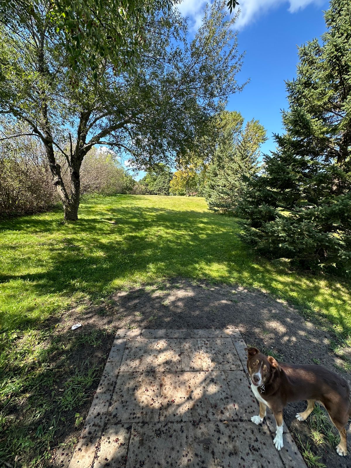 Tee pad 17