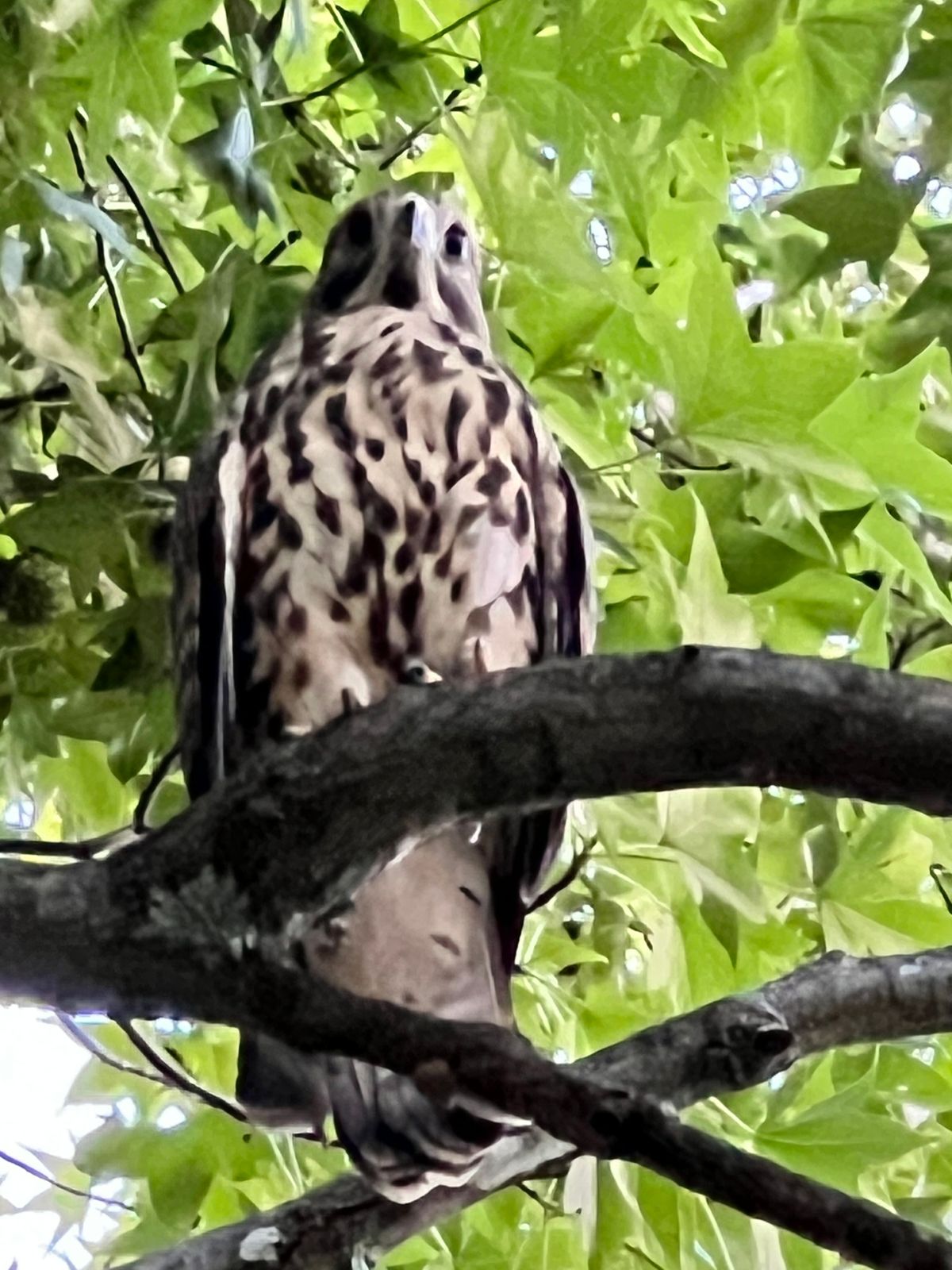 Disc golf mascot living in the park